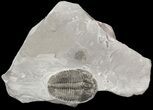 Large, Elrathia Trilobite In Shale - Utah #53412-1